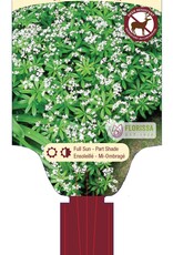 Sweet Woodruff - Galium 1gal