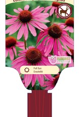 Echinacea - Coneflower - Purpurea Magnus 3gal