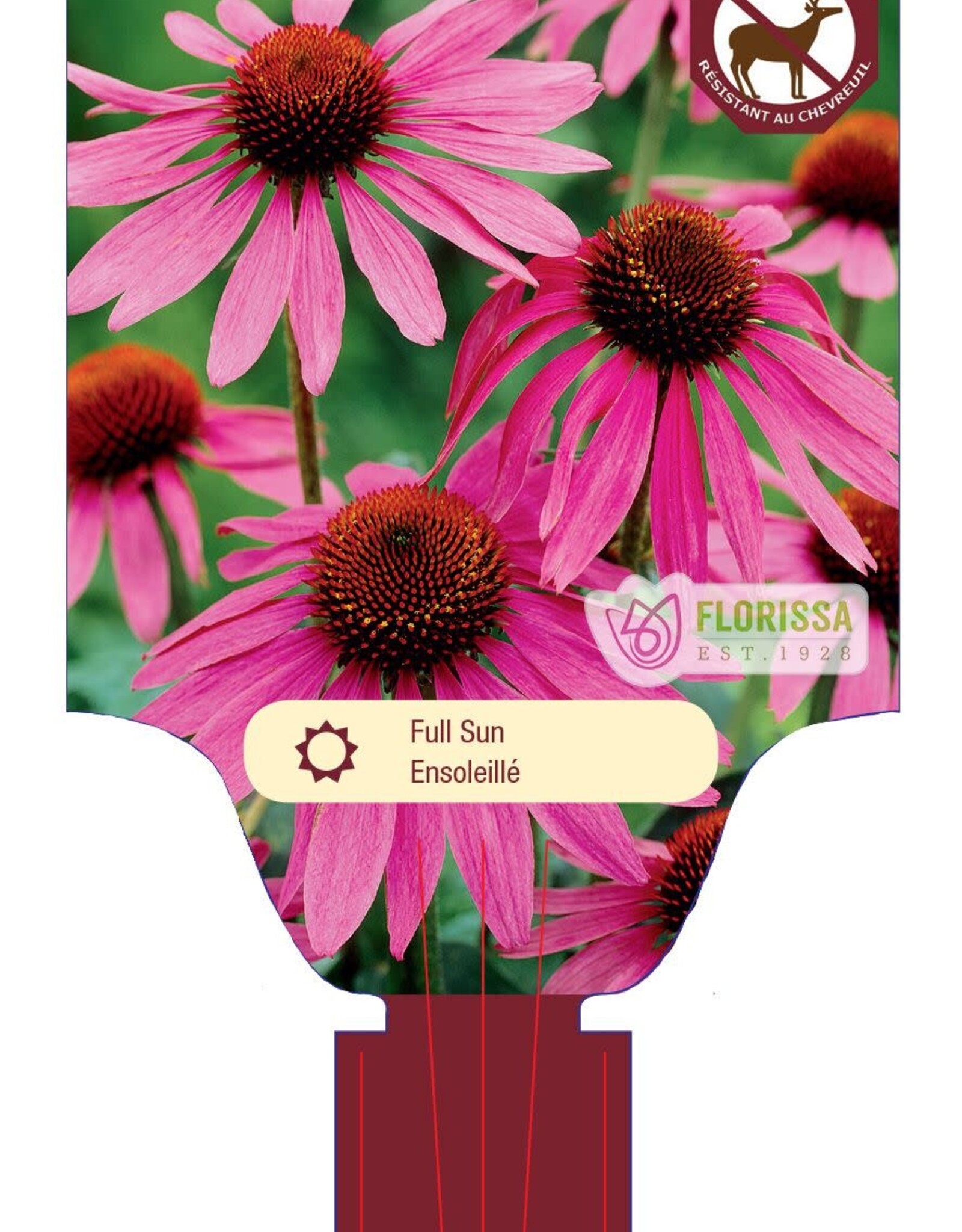 Echinacea - Coneflower - Purpurea Magnus 3gal