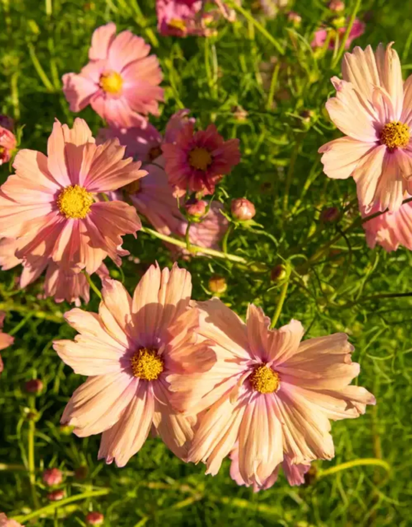 Cosmos - Apricotta