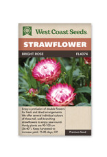 Strawflower - Bright Rose