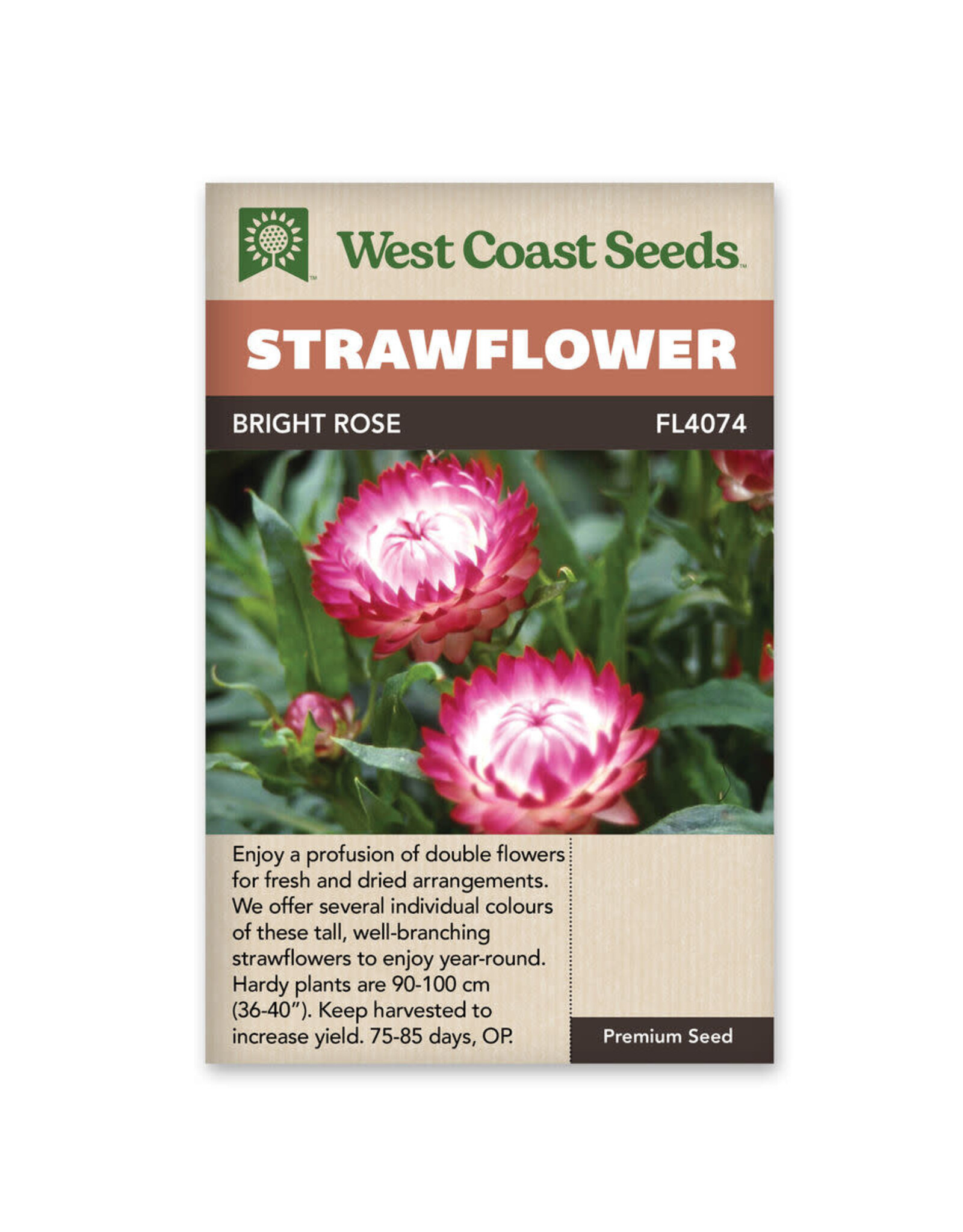 Strawflower - Bright Rose