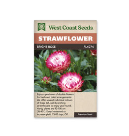 Strawflower - Bright Rose