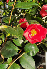 Camellia Flame 5gal
