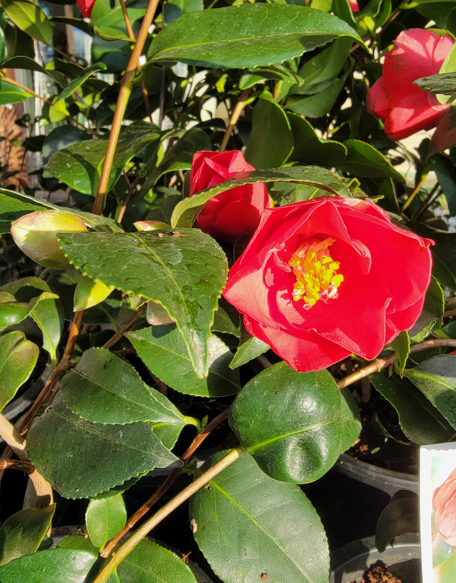 Camellia Flame 5gal