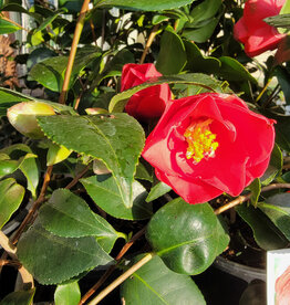 Camellia Flame 5gal