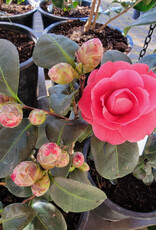 Camellia April Kiss 5gal