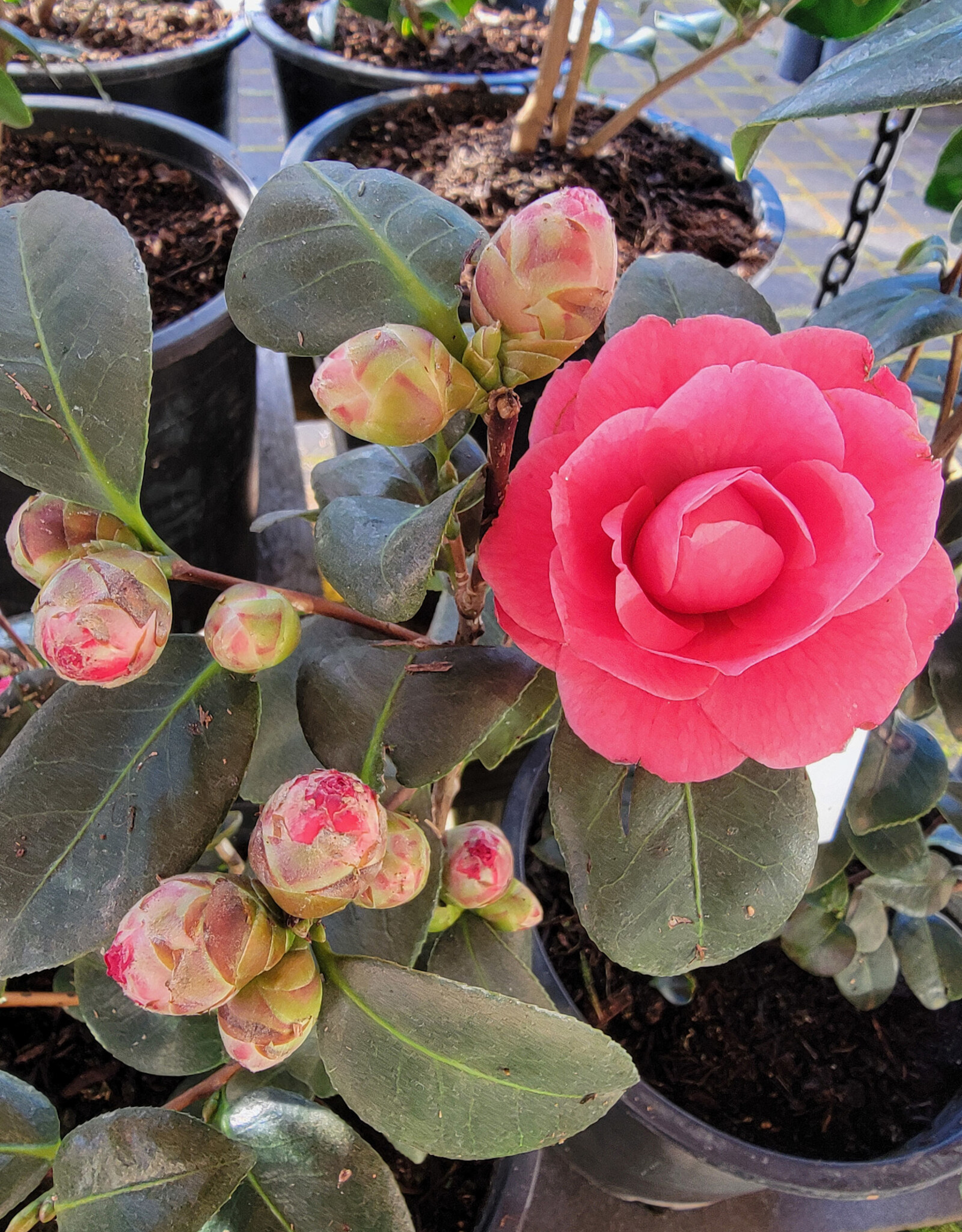 Camellia April Kiss 5gal