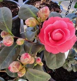 Camellia April Kiss 5gal