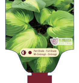 Hosta Enchiladas 1gal
