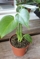 Monstera 4 inch