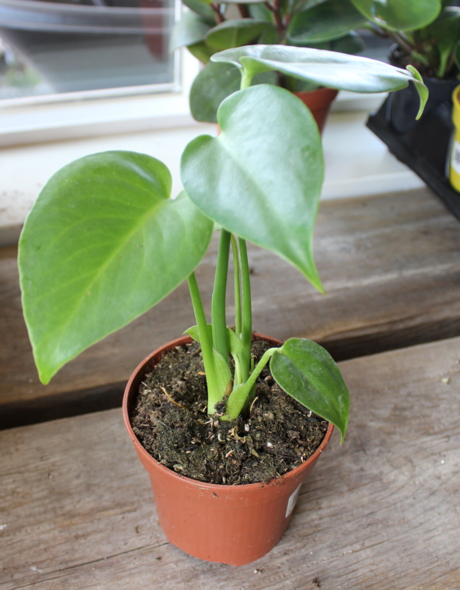 Monstera 4 inch