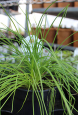 Chives Garlic 4inch