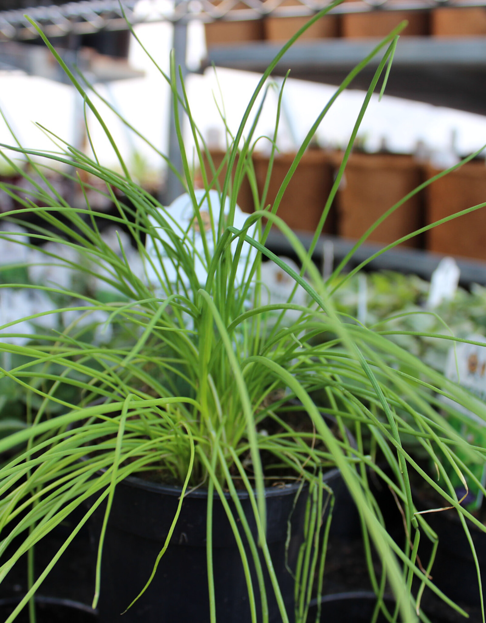 Chives Garlic 4inch
