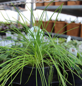 Chives Garlic 4inch