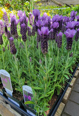Lavender Royal Anouk 4inch
