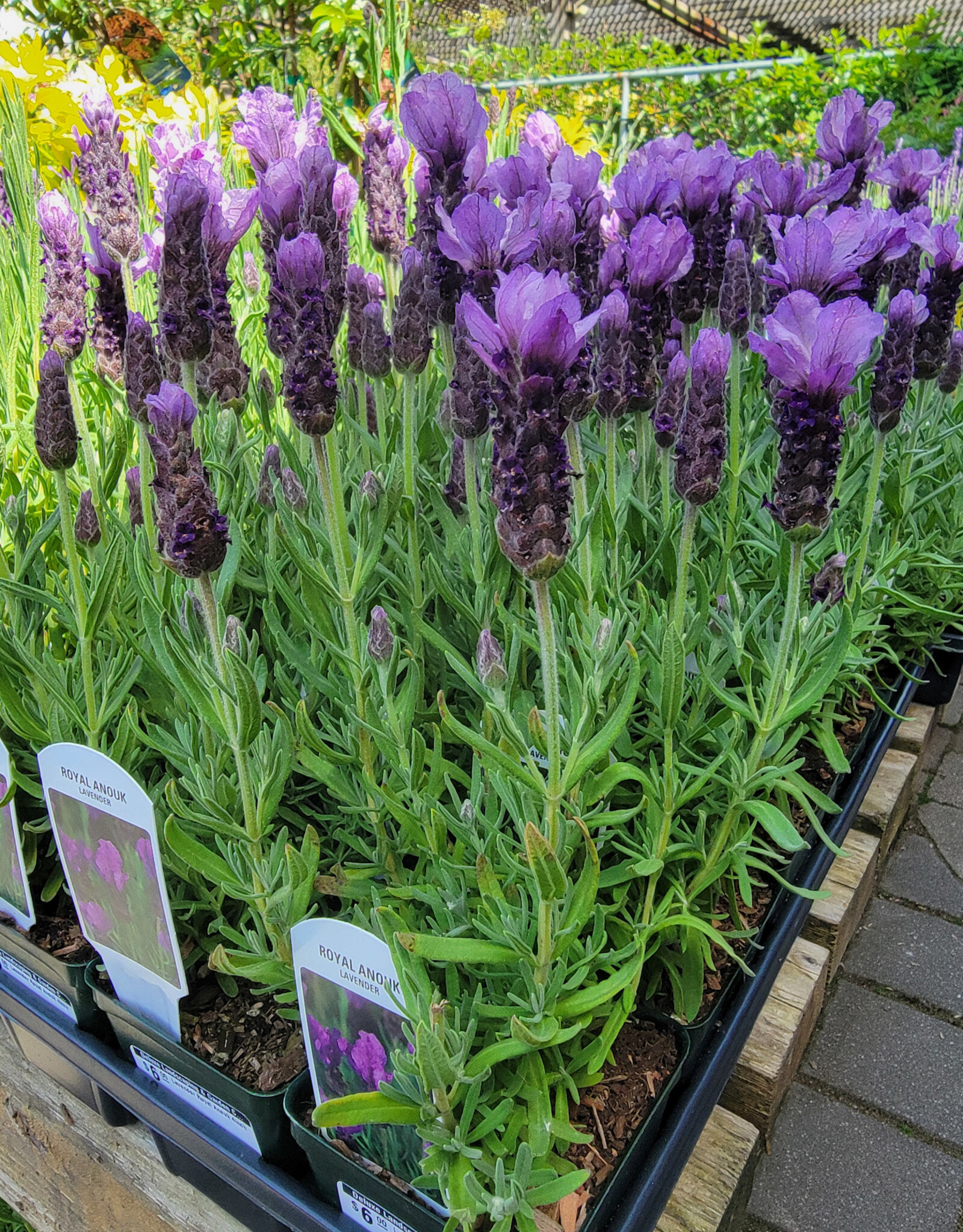 Lavender Royal Anouk 4inch