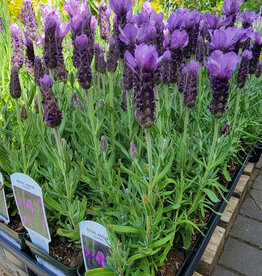 Lavender Royal Anouk 4inch