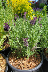 Lavender Madrid Deep Rose- Spanish 1gal