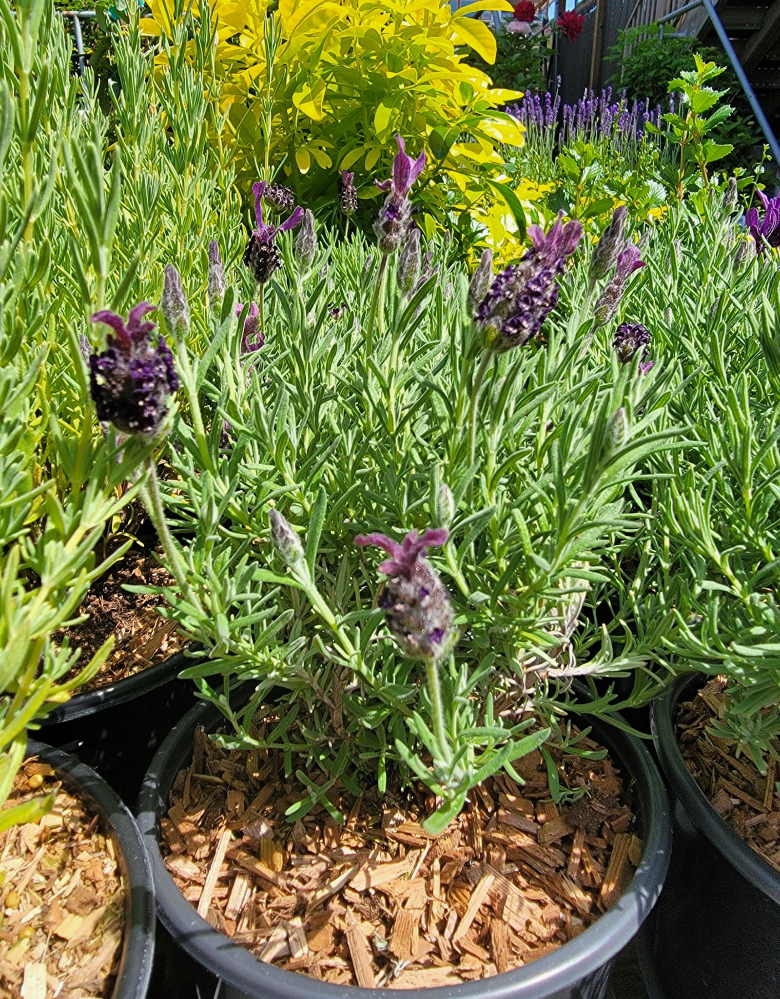 Lavender Madrid Deep Rose- Spanish 1gal