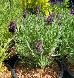 Lavender Madrid Deep Rose- Spanish 1gal