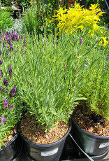 Lavender Madrid Blue- Spanish 1gal