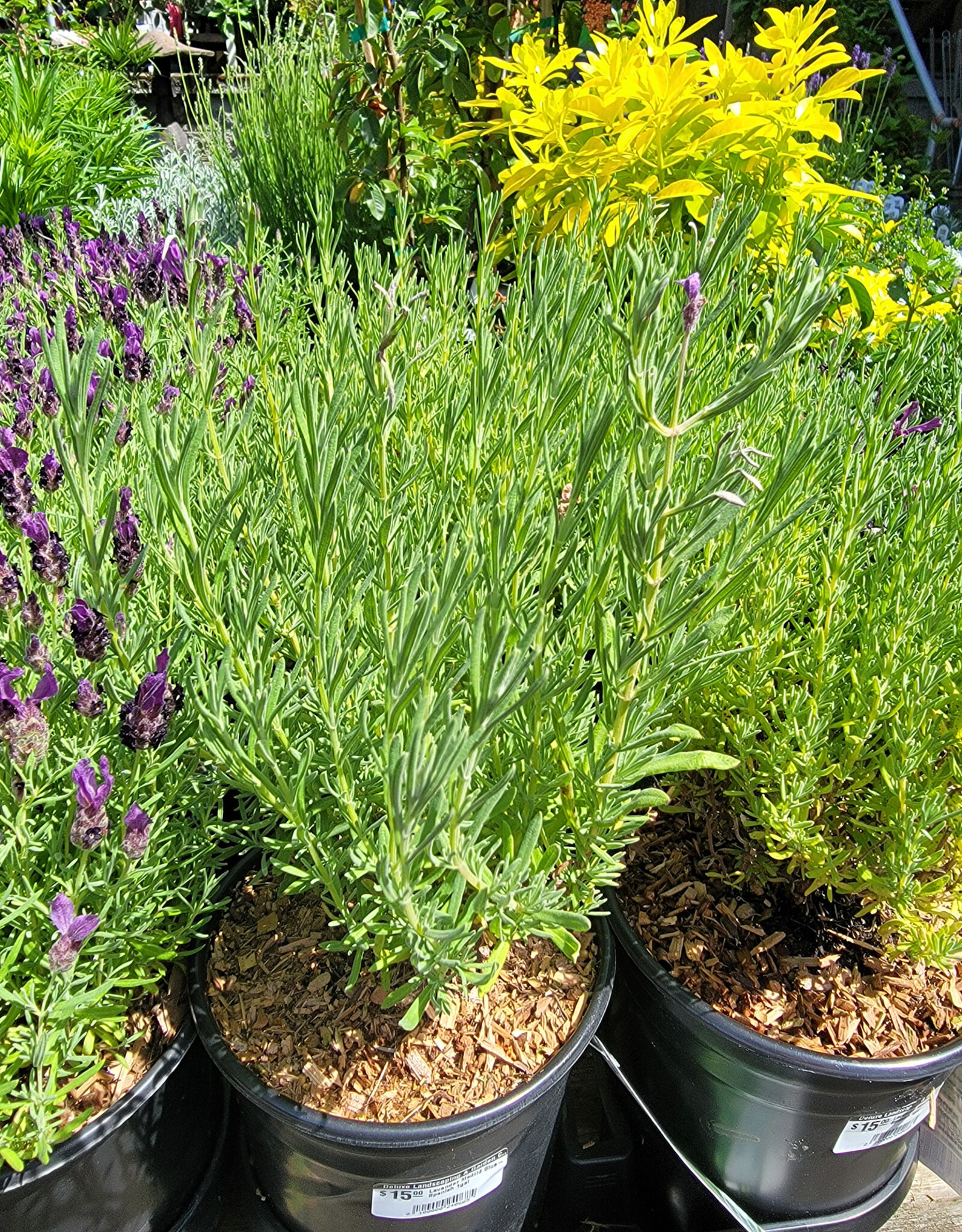 Lavender Madrid Blue- Spanish 1gal