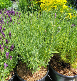 Lavender Madrid Blue- Spanish 1gal