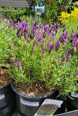 Lavender Bandera Deep Purple 1gal