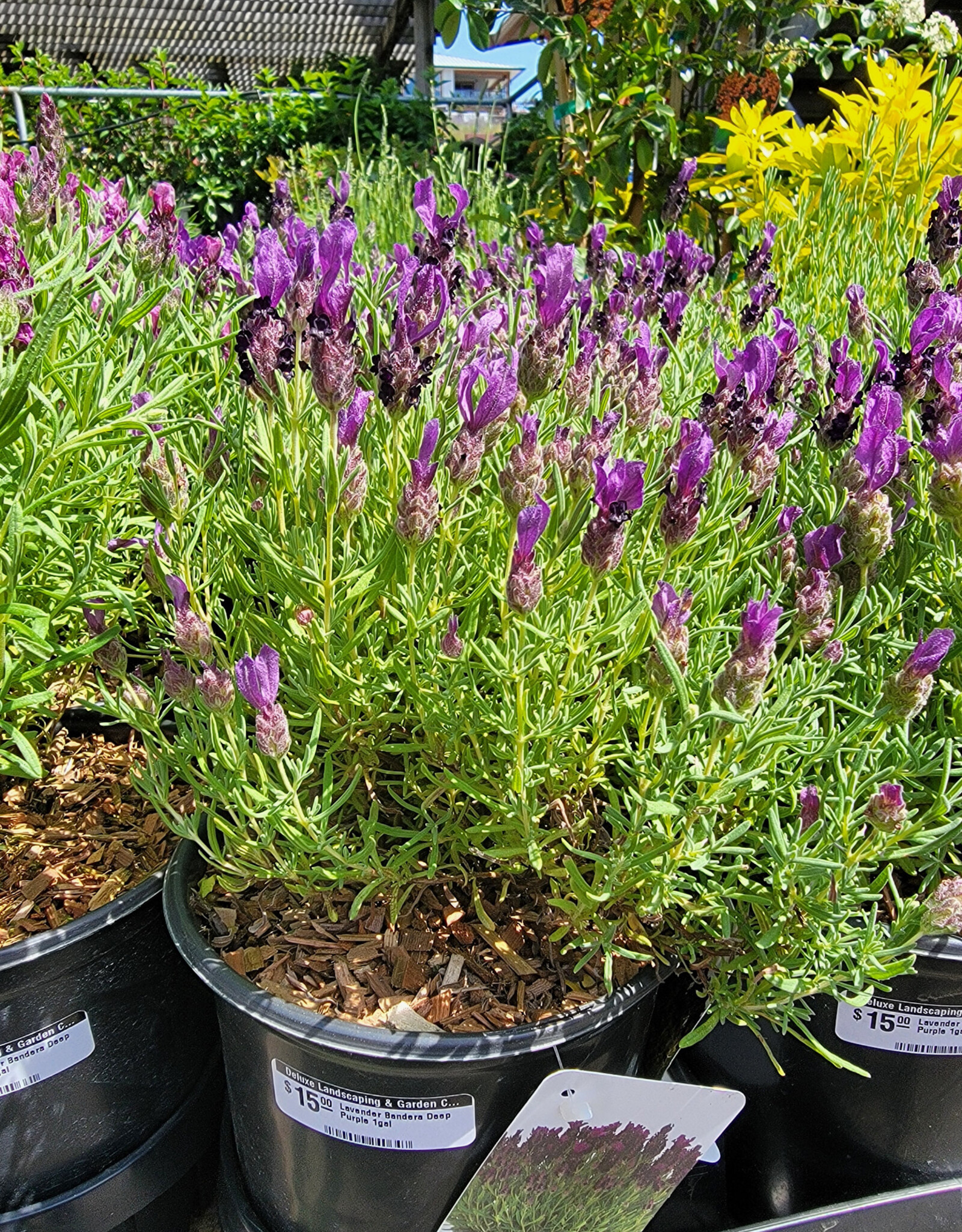 Lavender Bandera Deep Purple 1gal