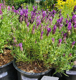 Lavender Bandera Deep Purple 1gal