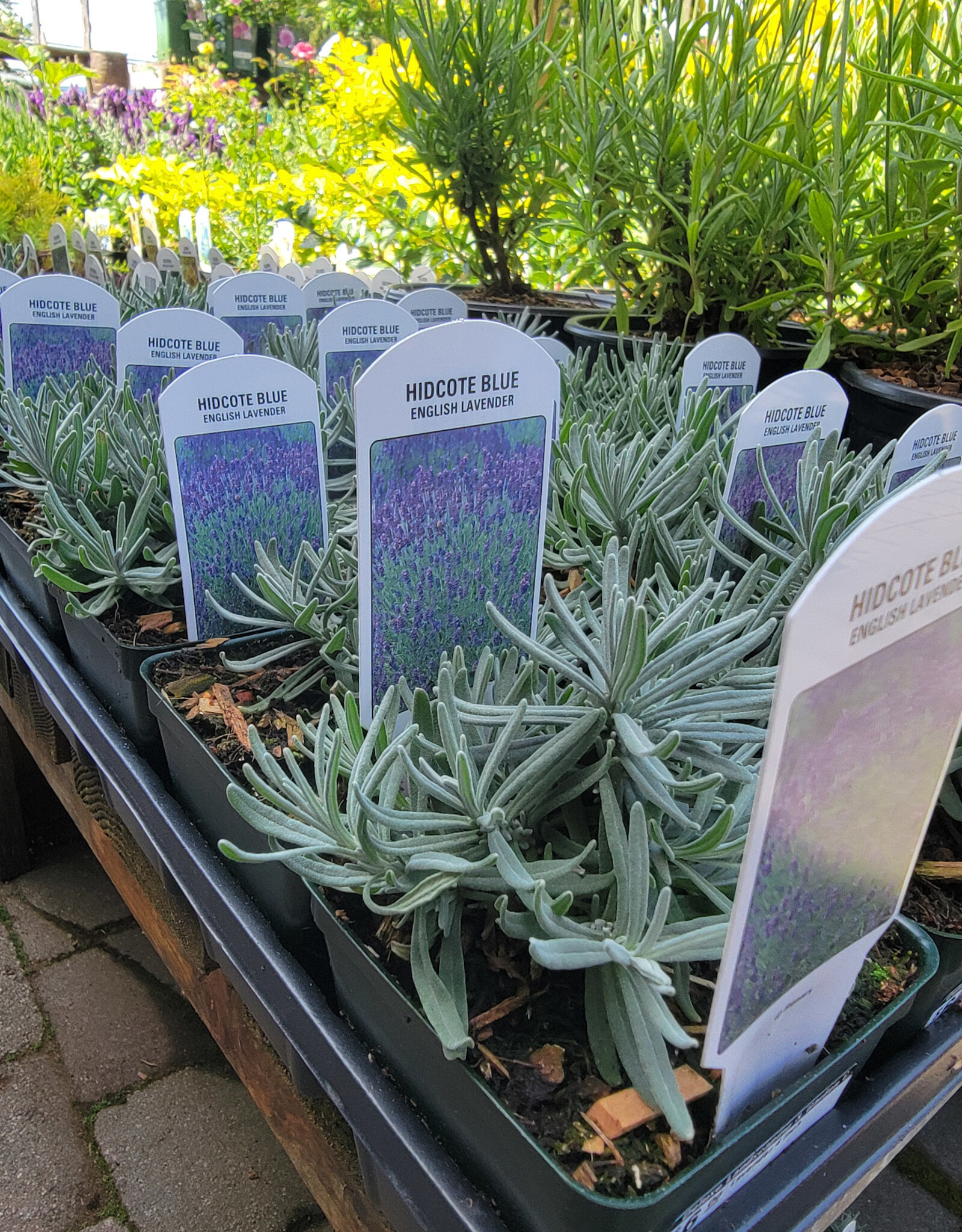 Lavender Hidcote Blue 4inch