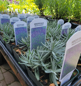 Lavender Hidcote Blue 4inch