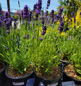 Lavender Hidcote Blue 1gal