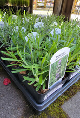 Lavender -English- Munstead 4inch
