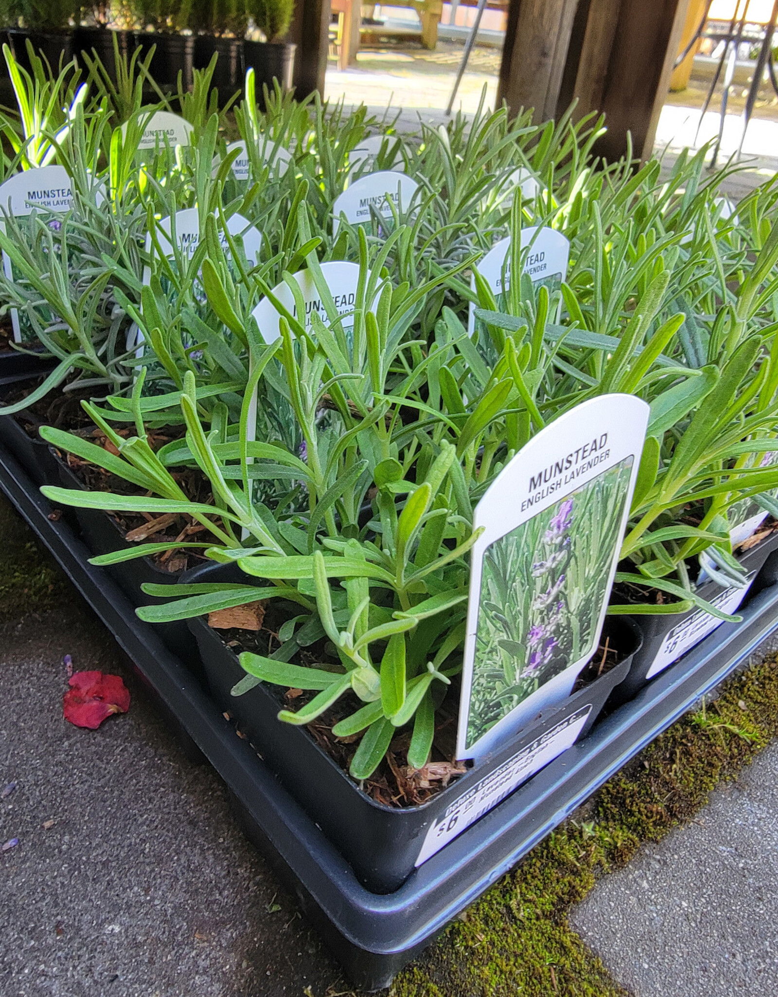 Lavender -English- Munstead 4inch