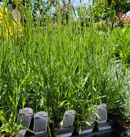 Lavender Grosso 4inch
