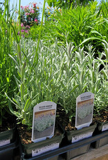 Lavender Anouk Silver 4inch