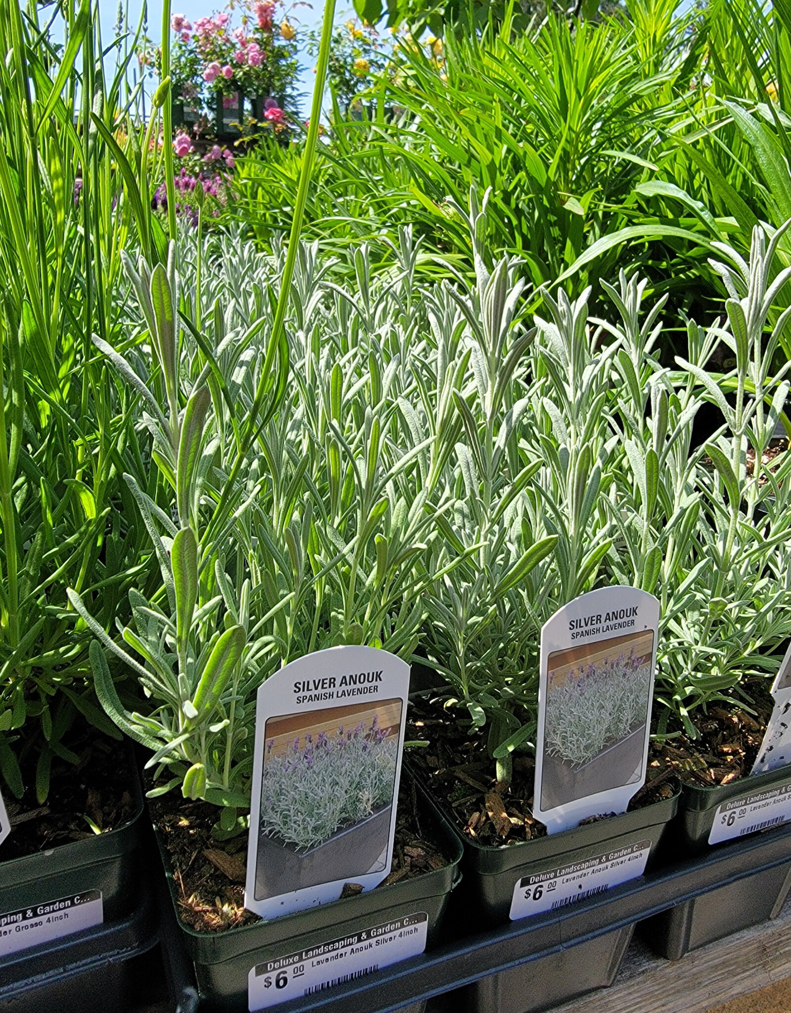 Lavender Anouk Silver 4inch