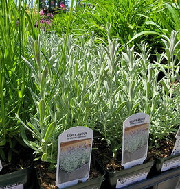 Lavender Anouk Silver 4inch