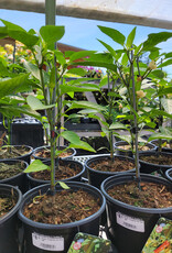 Pepper Hungarian Hot Wax 1gal