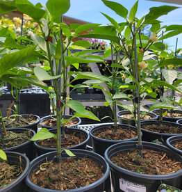 Pepper Hungarian Hot Wax 1gal