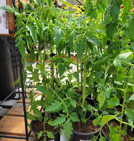 Tomato Moneymaker 1gal