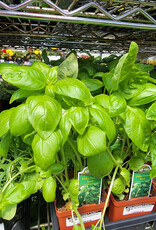 Basil Dolce Fresca 3.5 inch