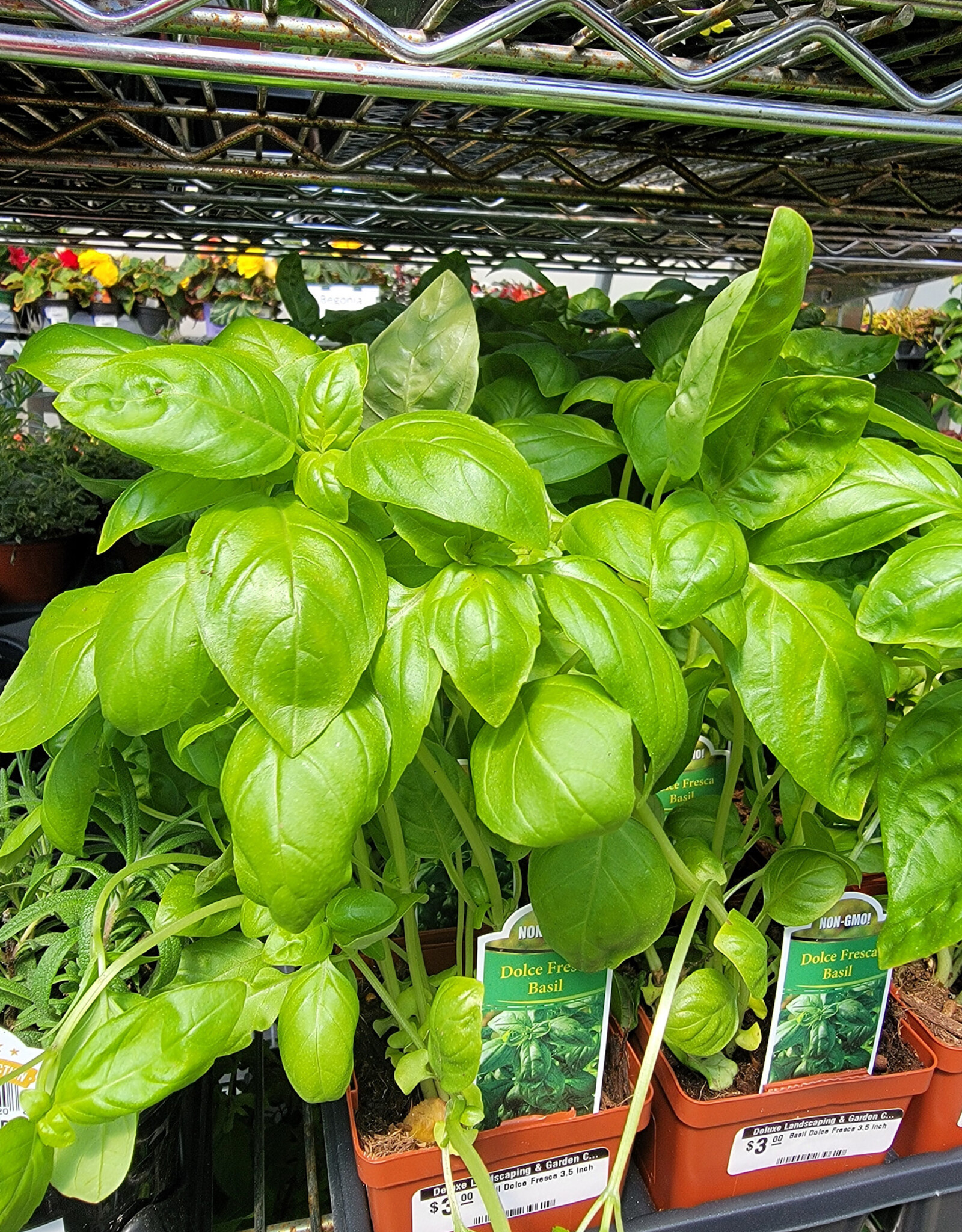 Basil Dolce Fresca 3.5 inch