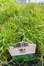 Dill 1201