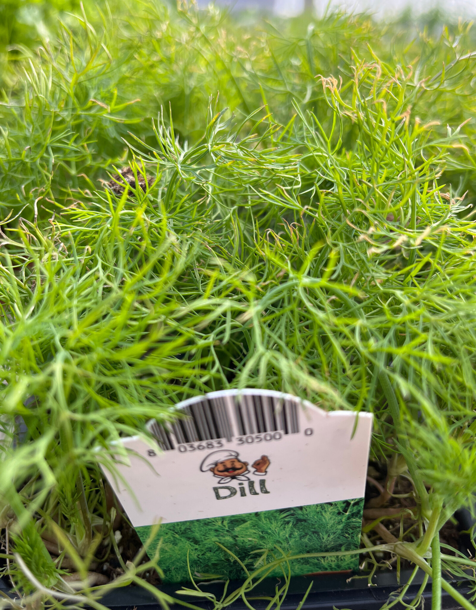 Dill 1201