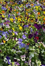 Viola 606