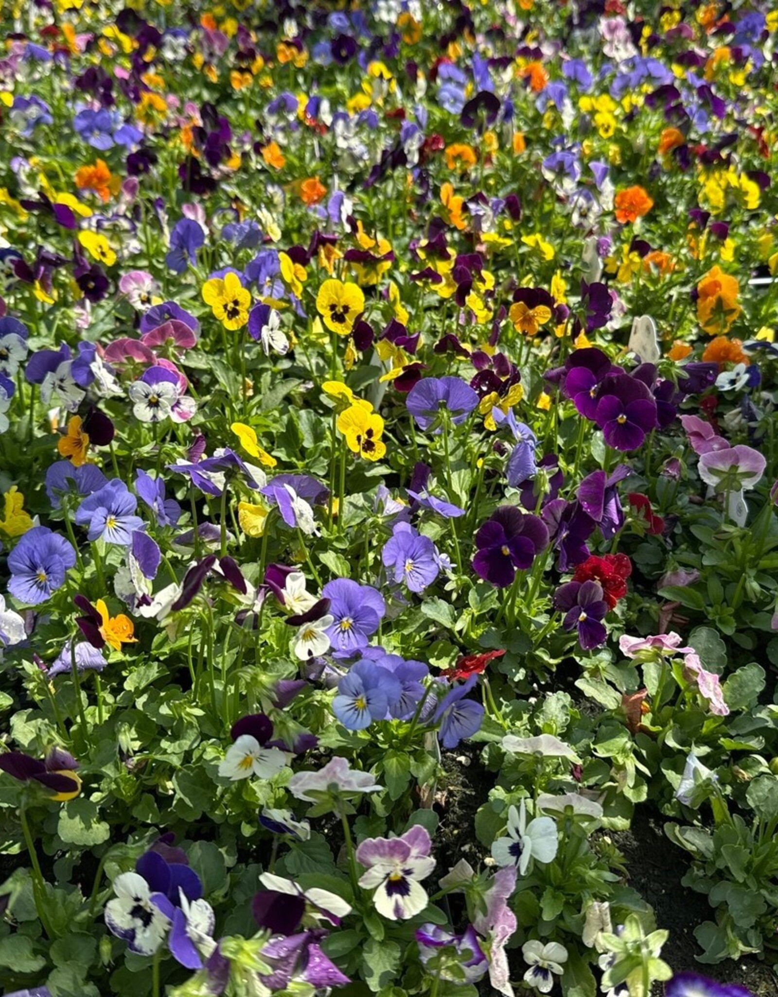 Viola 606
