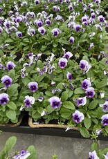 Viola 606